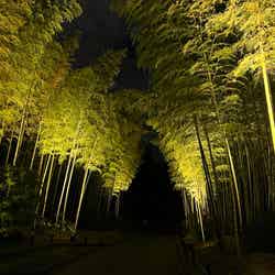 万博記念公園 紅葉まつり/提供画像