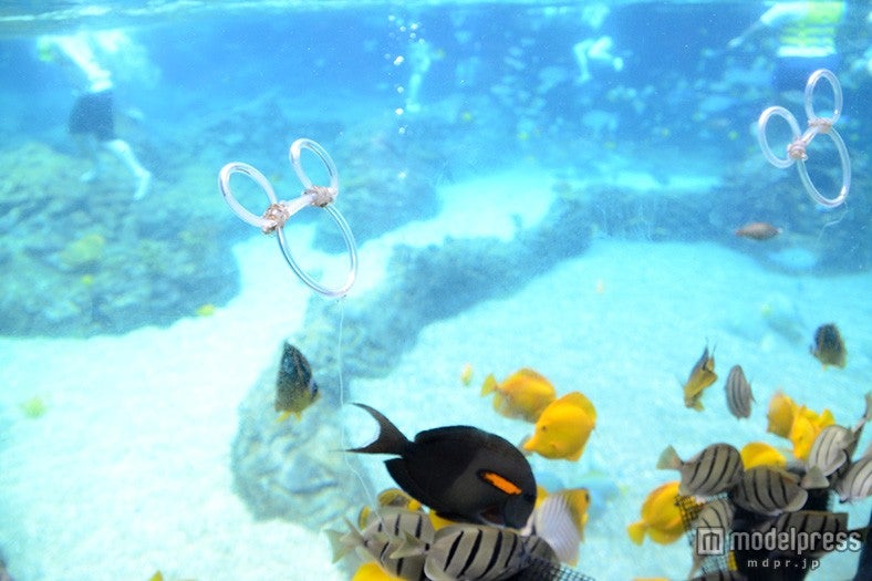 レインボー・リーフの魚に餌やりタイムで隠れミッキー発見