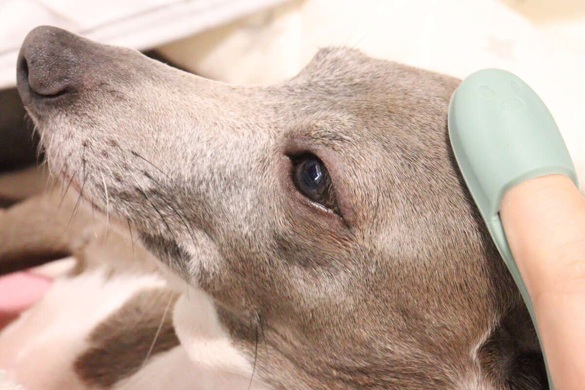 グレーの犬の顔の横を、指にはめたブラシで優しく撫でている様子 グレーの犬の顔の横を、指にはめたブラシで優しく撫でている様子