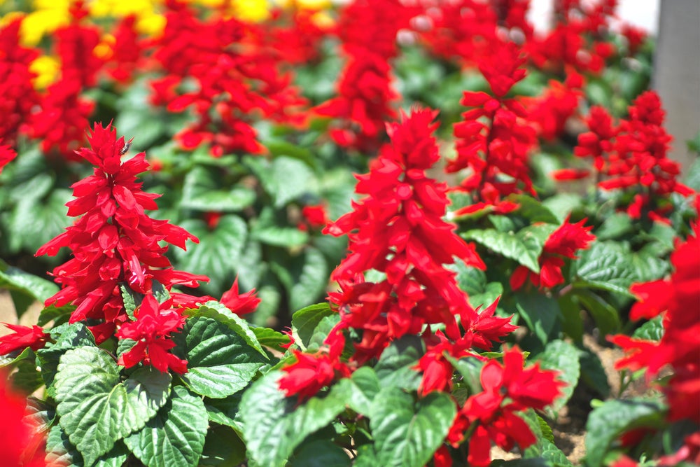 虹の花まつり／画像提供：富士急行