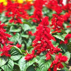 虹の花まつり/画像提供:富士急行