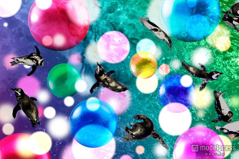 「Penguin Candy」イメージ