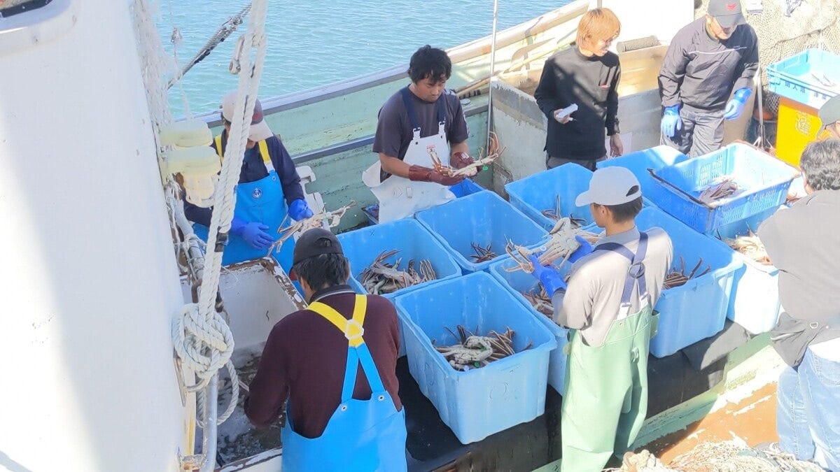 漁船で漁獲したばかりの間人ガニを選別する様子（画像提供：京丹後市）