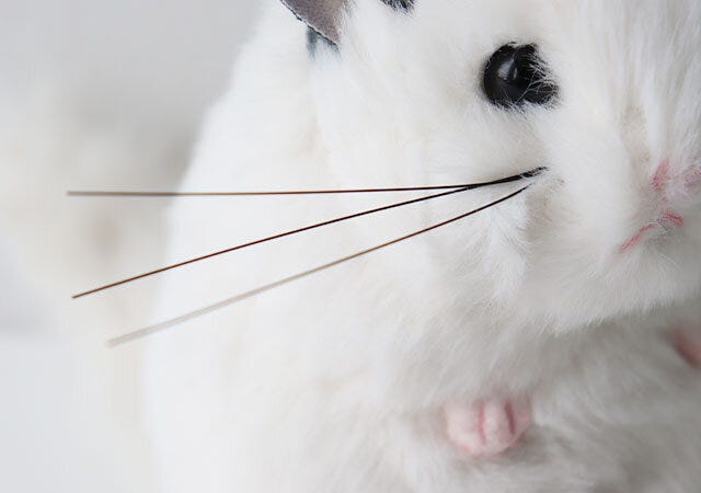 おヒゲ 吉徳チンチラのぬいぐるみポーチおヒゲ