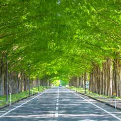 グランピング&カフェ ムク/画像提供:ブッキングリゾート