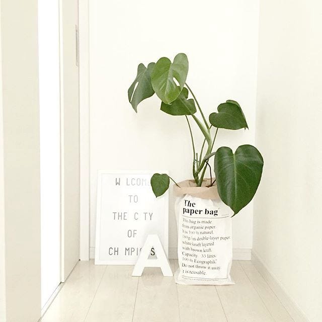 日陰でも育つ観葉植物5選 日常にちょっとした緑を取り入れてみませんか モデルプレス 日陰でも育つ観葉植物5選 日常にちょっとした緑を取り入れてみませんか モデルプレス