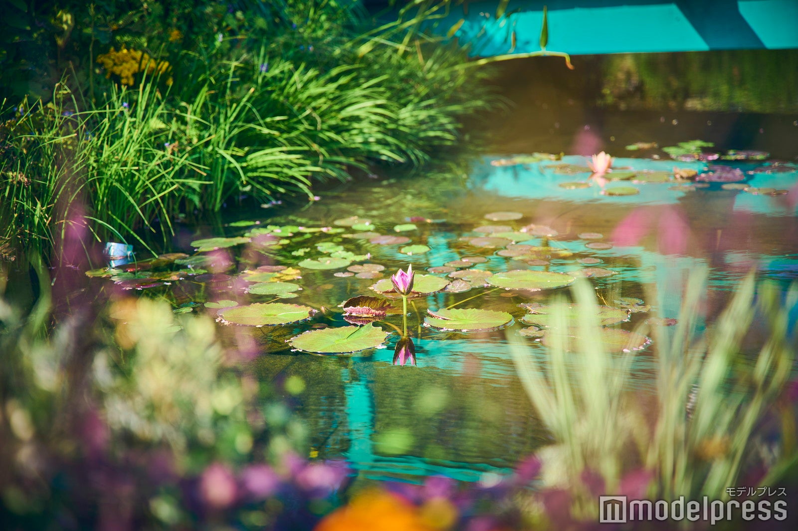 水面に本物の睡蓮の花が咲く（C）モデルプレス