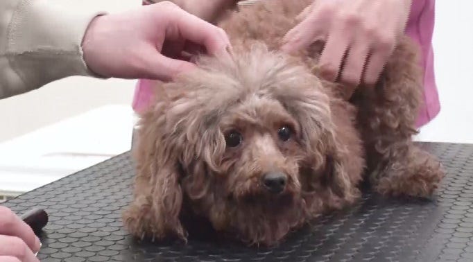 16日放送の「嗚呼!!みんなの動物園」より(C)日本テレビ