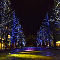 さっぽろホワイトイルミネーション/提供画像