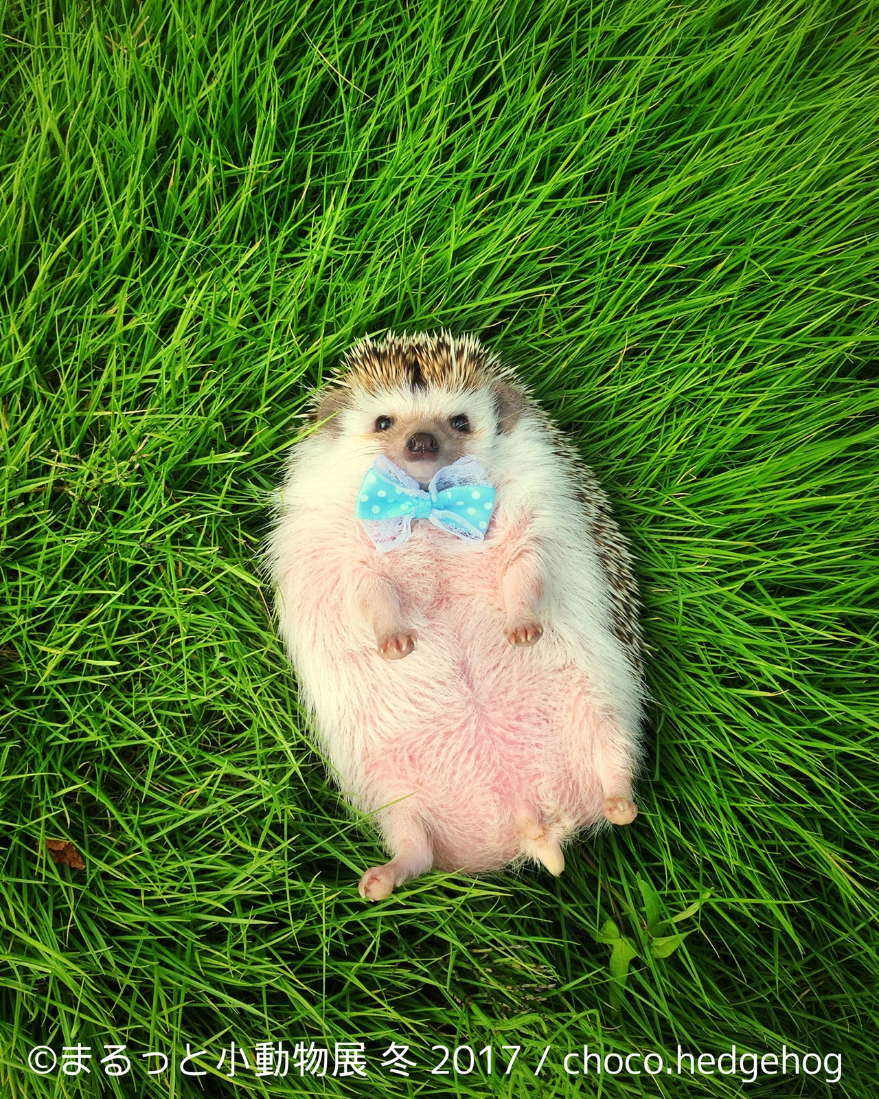 まるっと小動物展 世界中が注目するハリネズミ初登場 小動物が主役の作品350点を展示 女子旅プレス まるっと小動物展 世界中が注目するハリネズミ初登場 小動物が主役の作品350点を展示 女子旅プレス