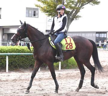 【新馬戦】レインボーフライト 新種牝馬の勢いに乗る 津村好感触「素軽くて、背中が良くフットワークもいい」