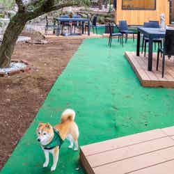 Surf Republic湯河原万葉公園 IZUMI Forest ソロ・グランピング/提供画像