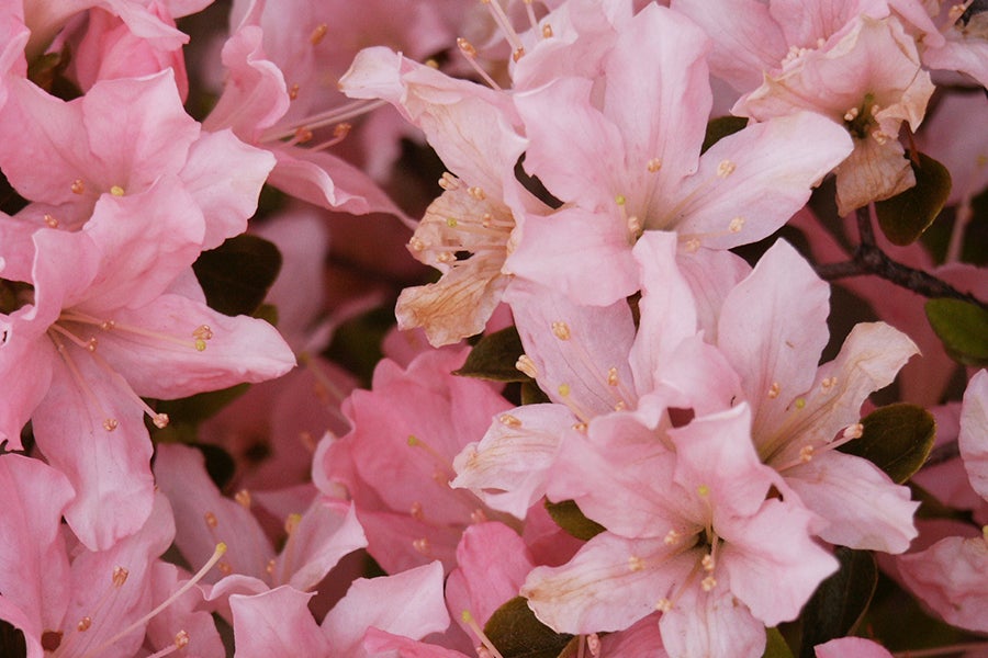 練馬の鏡（ねりまのかがみ）