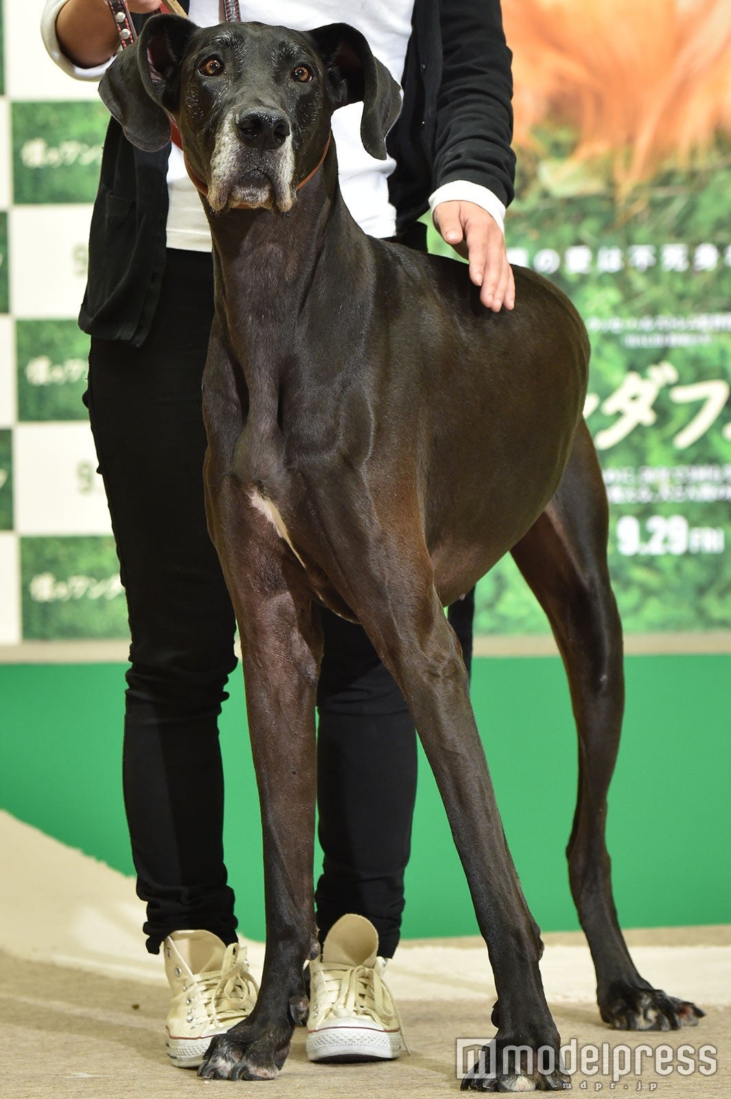 ほかにもワンちゃんたちがいっぱい（C）モデルプレス