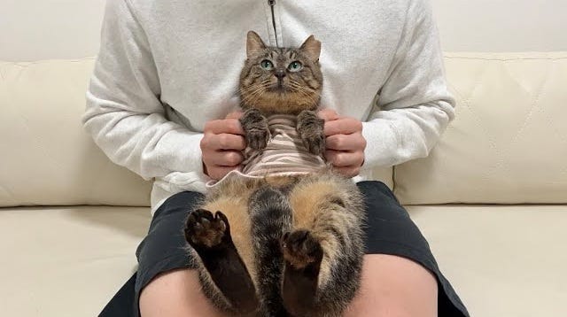もちまる日記、保護していた野良猫についてお知らせ