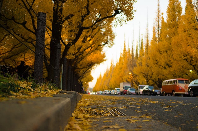 「明治神宮外苑」／photo by marumeganechan