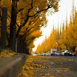「明治神宮外苑」/photo by marumeganechan