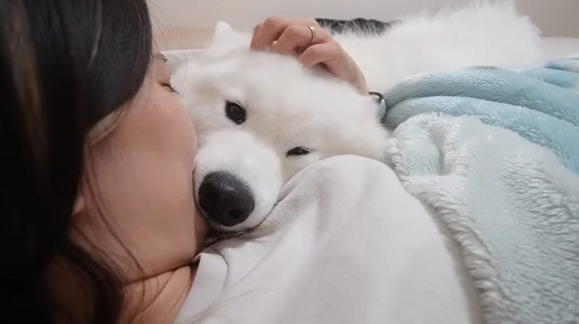 「寝るよ」の一言で寝室へ。サモエドりんたろうの甘えっぷりに癒される日常