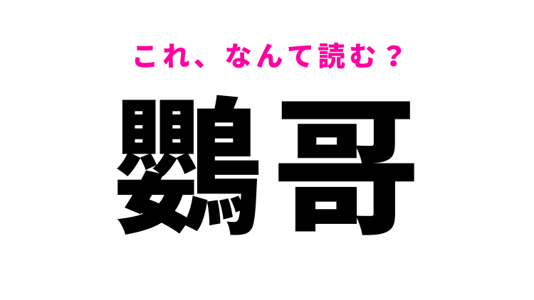鸚哥 はなんて読む 可愛らしい動物の名前を表わす難読漢字 モデルプレス