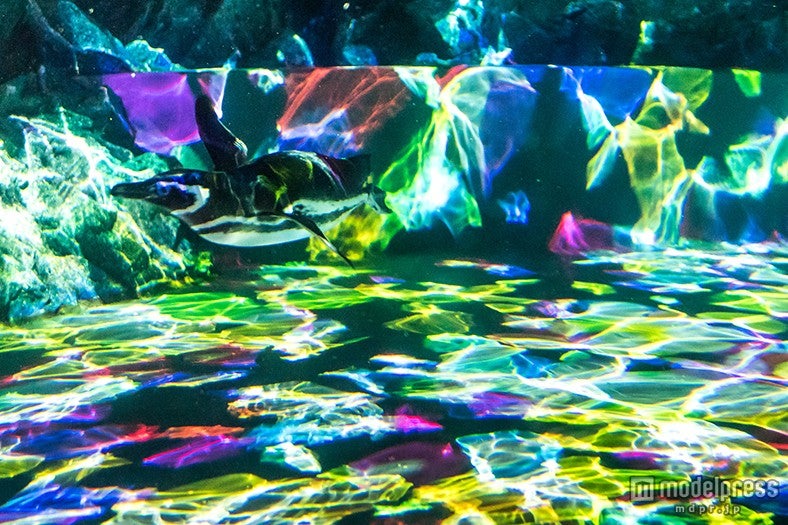 Penguin Candy／画像提供：すみだ水族館