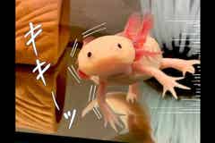 Fumumu動物キングダム みんなのモフモフ自慢 ごはんキャッチが遅すぎて愛おしいウーパールーパー モデルプレス Fumumu動物キングダム みんなのモフモフ自慢 ごはんキャッチが遅すぎて愛おしいウーパールーパー モデルプレス