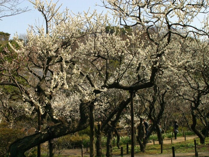 三溪園には約500本の梅が植えられており、2月～3月にかけて順次花が咲いていきます