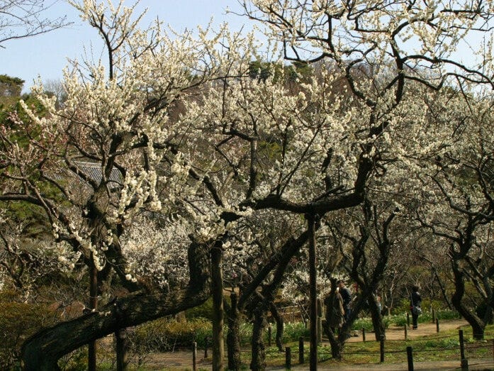 三溪園には約500本の梅が植えられており、2月~3月にかけて順次花が咲いていきます