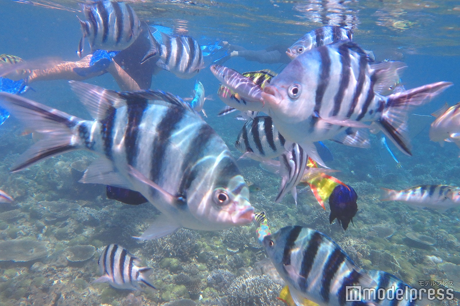 シュノーケリング（C）モデルプレス