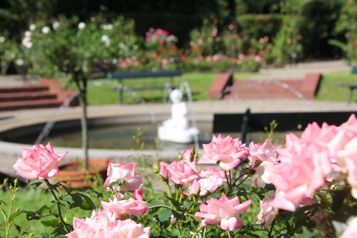 パレス ハウステンボス バラの庭園/画像提供:ハウステンボス