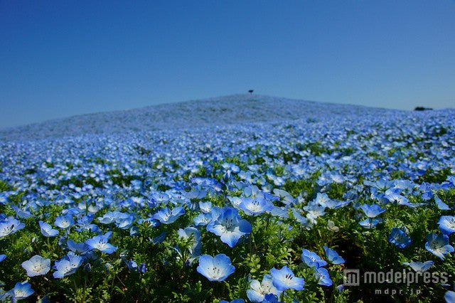 春デートにぴったりな国内の花畑6選 女子旅プレス 春デートにぴったりな国内の花畑6選 女子旅プレス