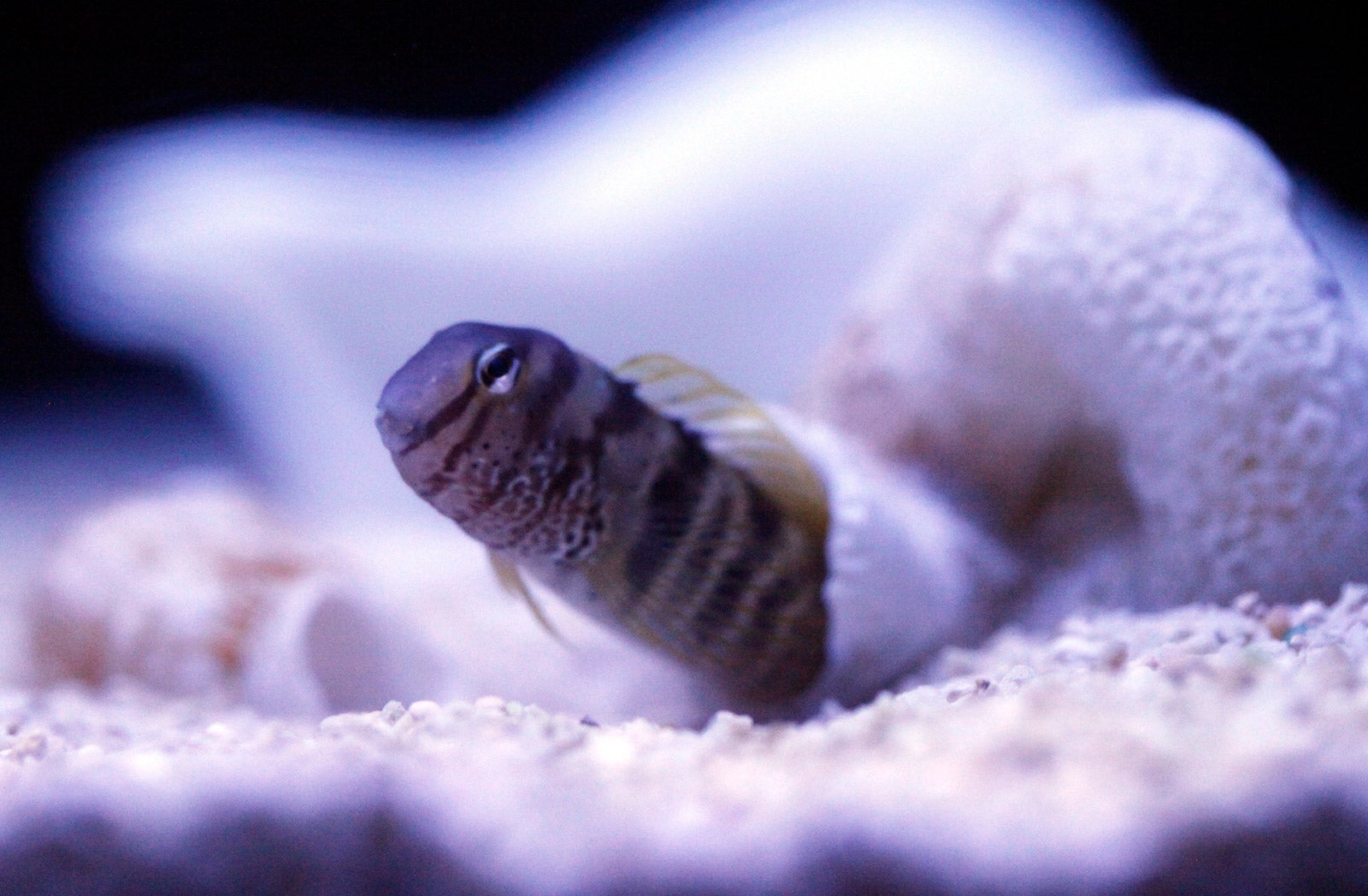 ナベカ／画像提供：オリックス株式会社