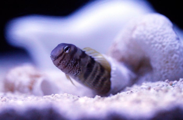 ナベカ／画像提供：オリックス株式会社