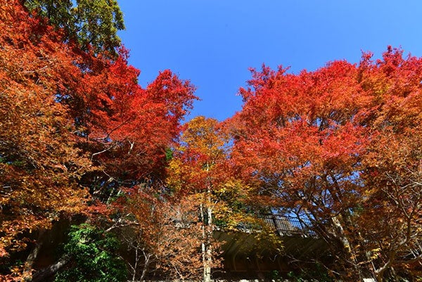 六甲高山植物園／画像提供：阪神電気鉄道株式会社
