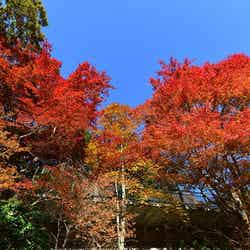 六甲高山植物園／画像提供：阪神電気鉄道株式会社