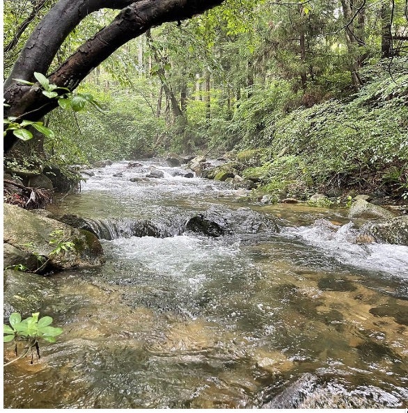 キャンプ場周辺の自然／画像提供：前橋園芸
