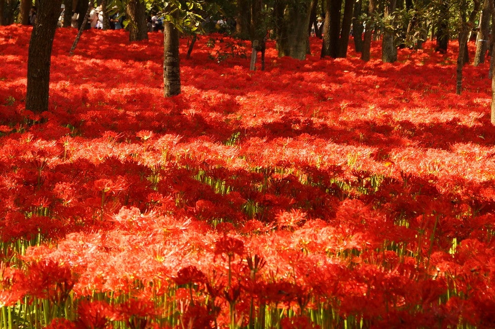 秋に満開を迎える姿は圧巻（提供画像）