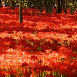 秋に満開を迎える姿は圧巻(提供画像)
