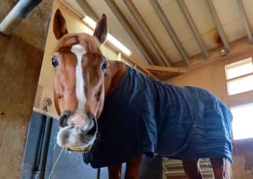 【京都記念】バビット いざラストラン！ファンに最後の勇姿を届ける 浜田師「最後も自分の競馬をしてくれたら」