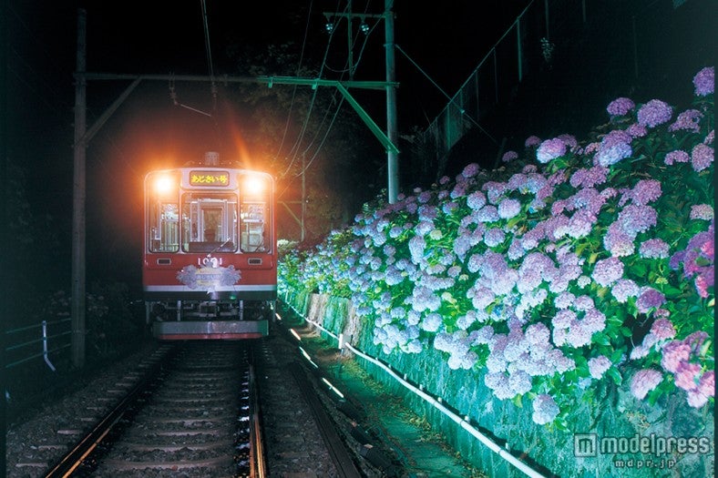 幻想的なあじさいライトアップ／画像提供：小田急エージェンシー