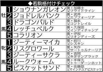 【若駒格付けチェック】大物感の牡馬1位ショウナンガレオン 鋭脚魅力の牝馬1位ジーティーマイカ
