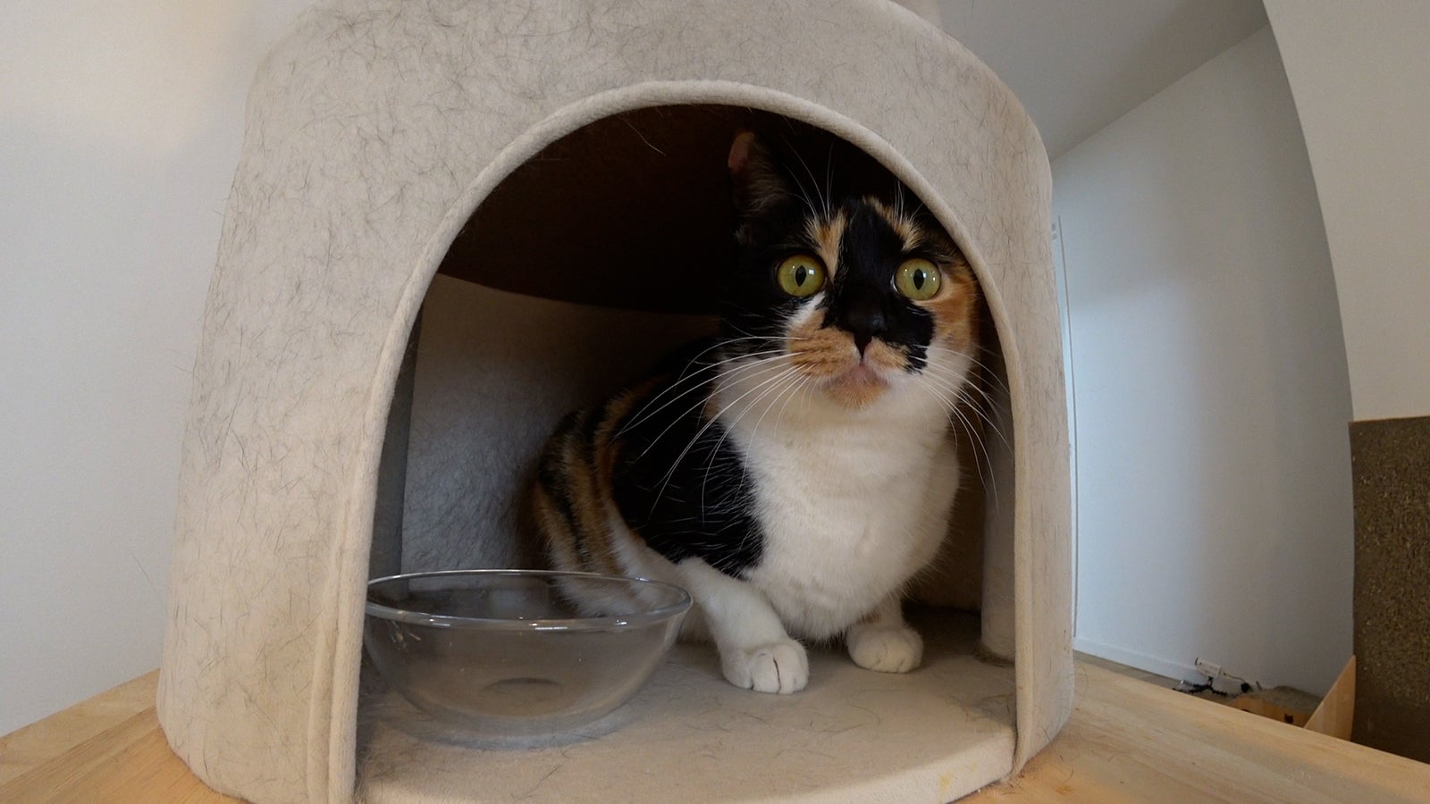 ブルボン（C）日本テレビ