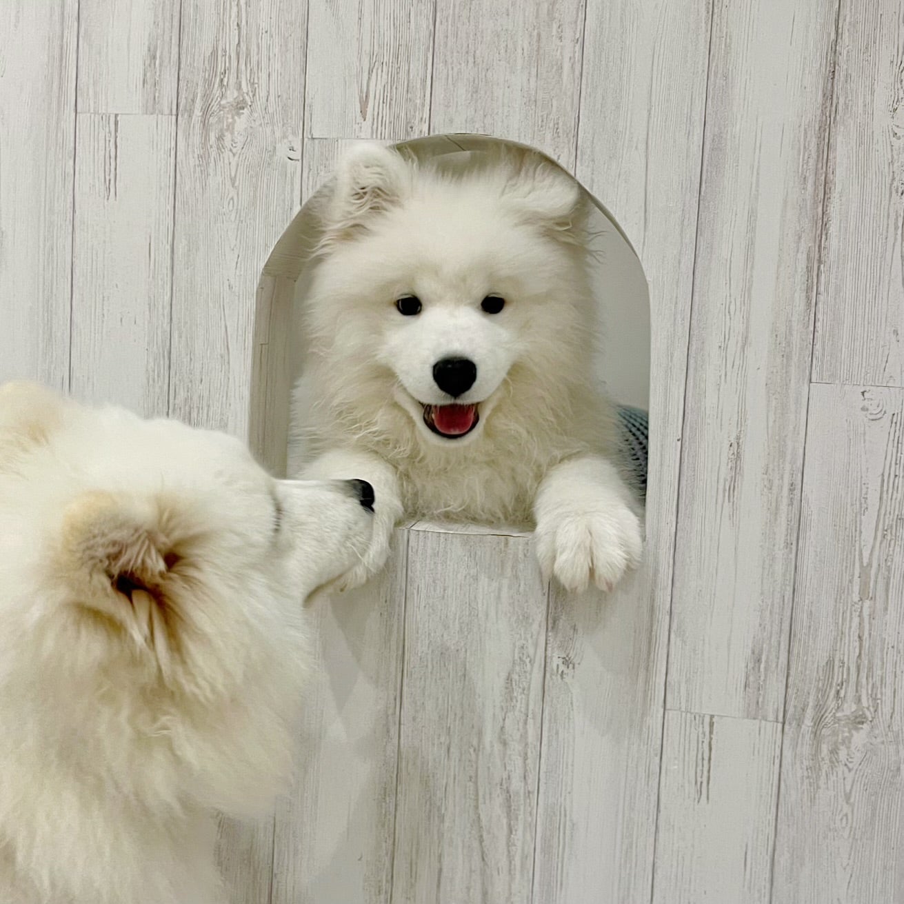 Samoyed Lounge moffu／提供画像