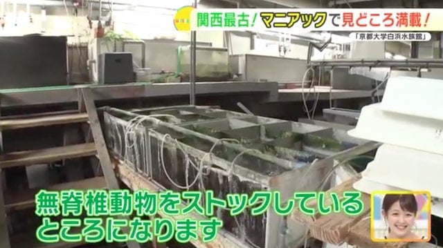 地元の生き物を展示する関西最古の水族館！「京都大学白浜水族館」