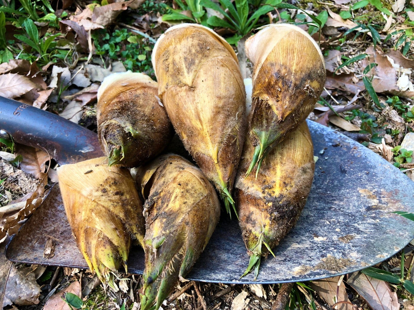 秩父定峰清流キャンプ場／画像提供：ブッキングリゾート