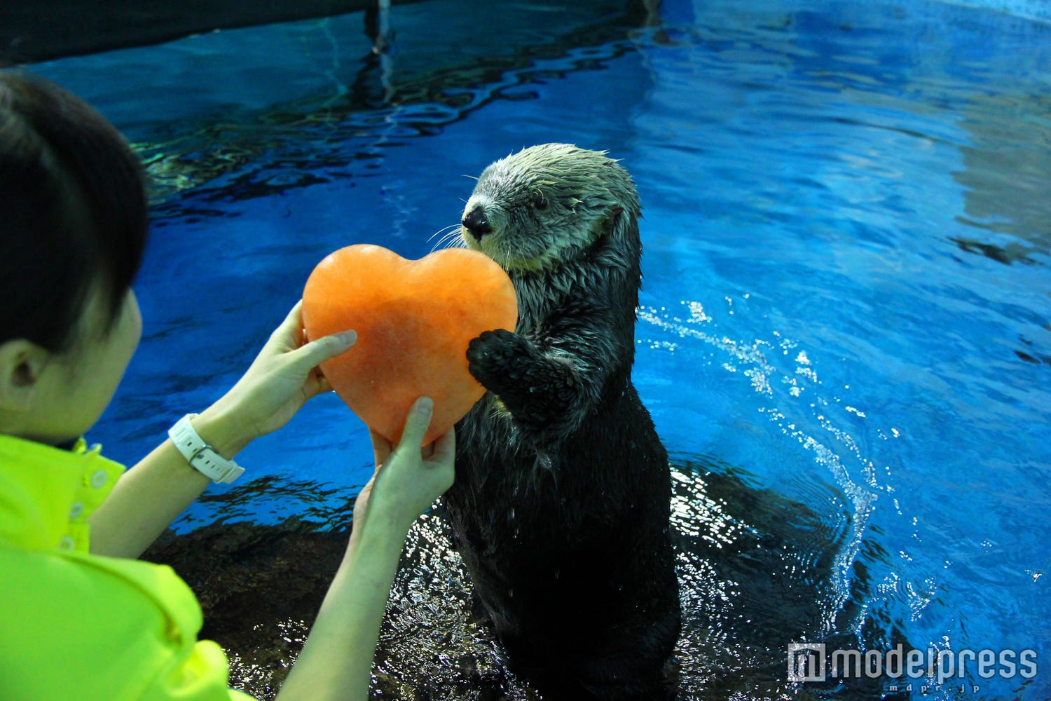 ハートを抱きしめるラッコが可愛すぎ♡バレンタインだけのラブリーな姿に胸キュン