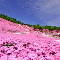 連休の旅行もお得に!知らなきゃ損な国内旅行の予約テク/ひがしもこと芝桜公園(北海道大空町)