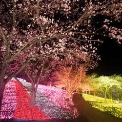 さがみ湖桜まつり／画像提供：富士急行