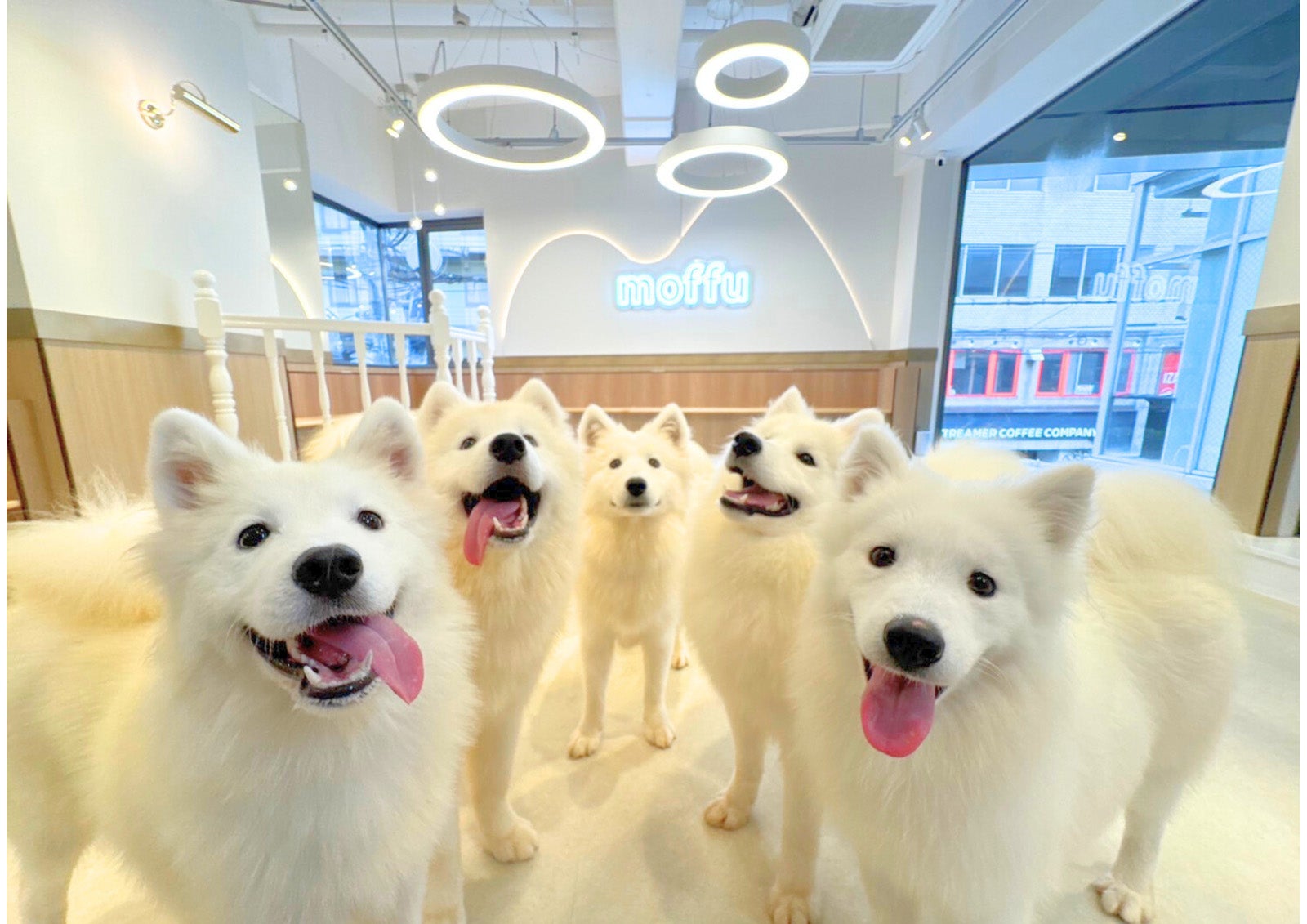 「サモエドカフェmoffu」大阪・心斎橋にオープン “もふもふ天国”でくつろぐ癒しを体験