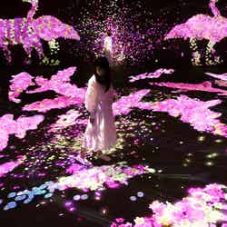 うごめく谷の花と共に生きる生き物たち - A Whole Year per Year/画像提供:チームラボ