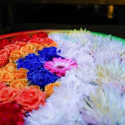 光の花の庭~Flower Fantasy~/画像提供:足利フラワーリゾート